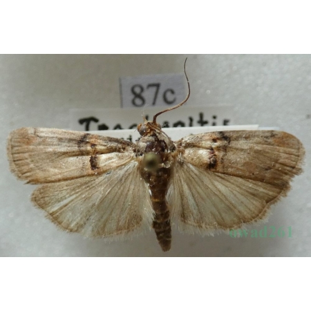Trachonitis cristella (Denis & Schiffermüller, 1775) Czech87c